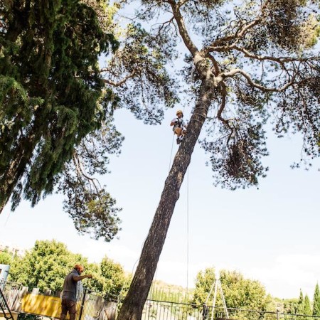 installazione addobbo luminoso su albero