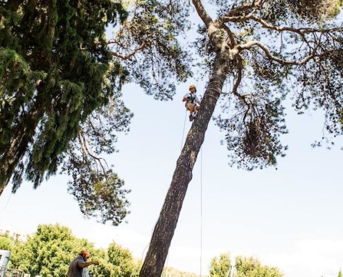 installazione addobbo luminoso su albero