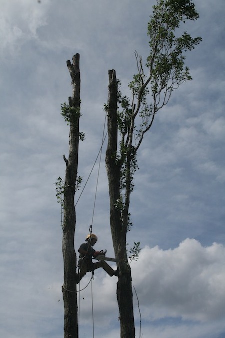 abbattimento alberi