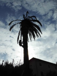 potatura alberi