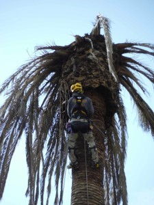 potatura alberi