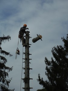taglio alberi