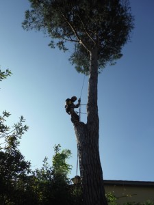 abbattimento alberi
