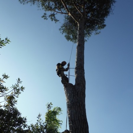 abbattimento alberi