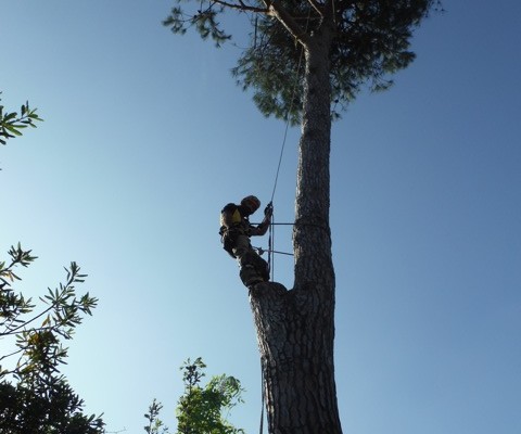 abbattimento alberi
