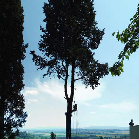 potatura_alberi