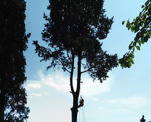 potatura_alberi
