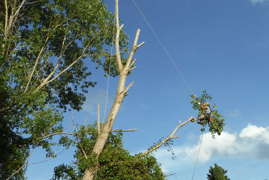 Abbattimento alberi senza piattaforma