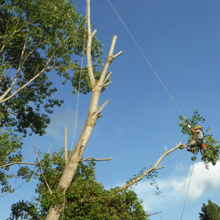 Abbattimento alberi senza piattaforma