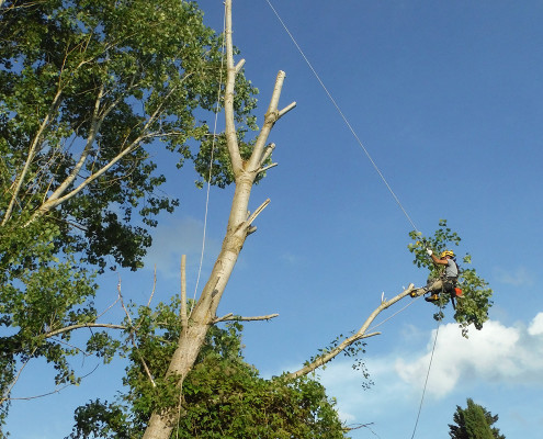 Abbattimento alberi senza piattaforma