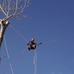 TREECLIMBING