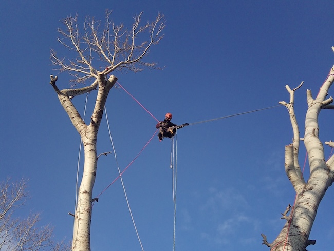 treeclimbing