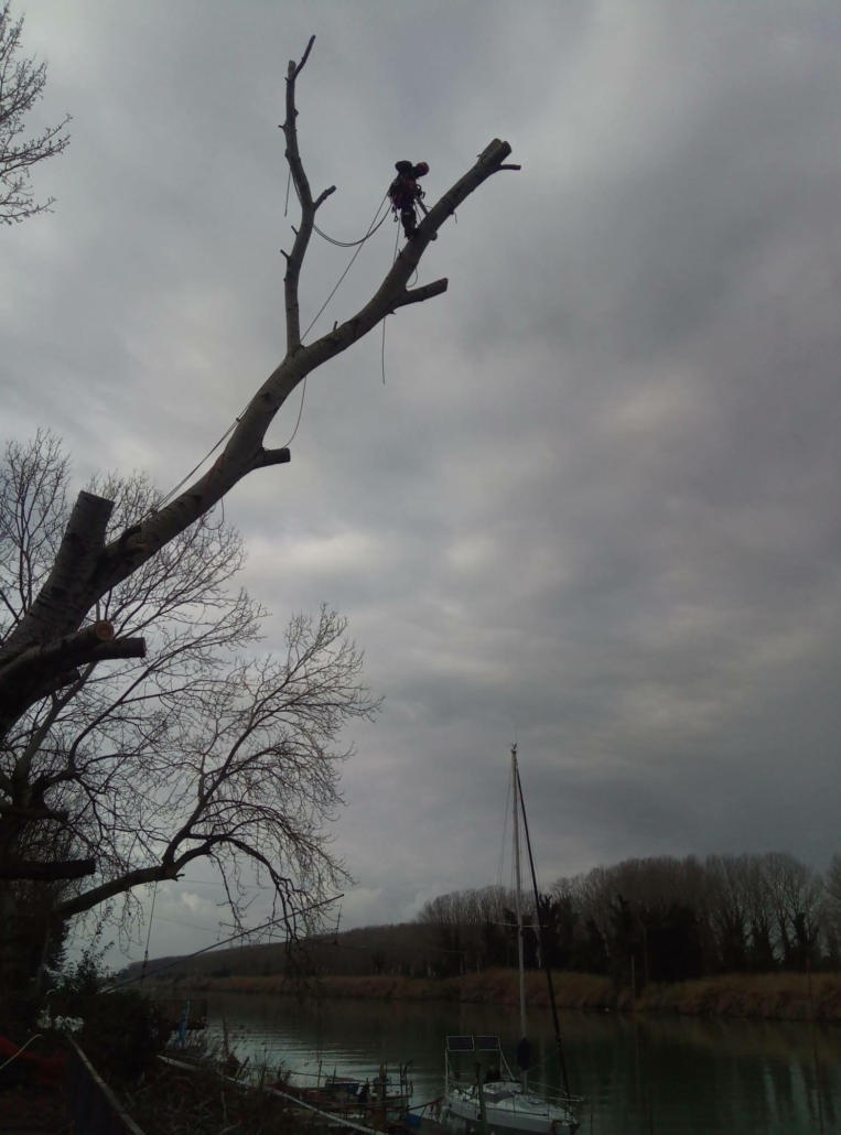 Abbattimento alberi tree climbing